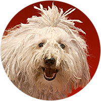 Komondor