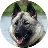 Norwegian Elkhound