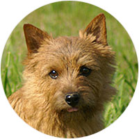 Norwich Terrier