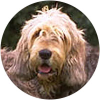 Otterhound