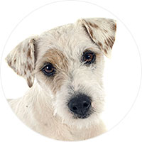 Parson Russell Terrier