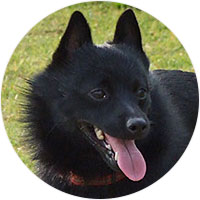 Schipperke