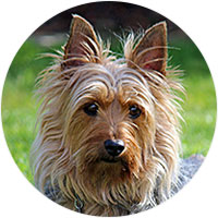 Silky Terrier