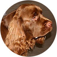 Sussex Spaniel