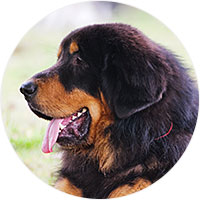 Tibetan Mastiff