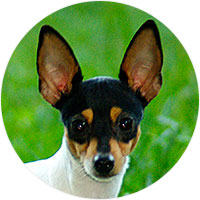 Toy Fox Terrier