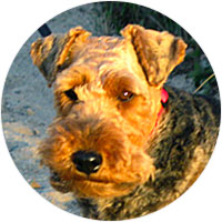 Welsh Terrier