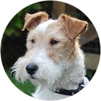 Wire Fox Terrier