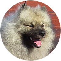 Keeshond