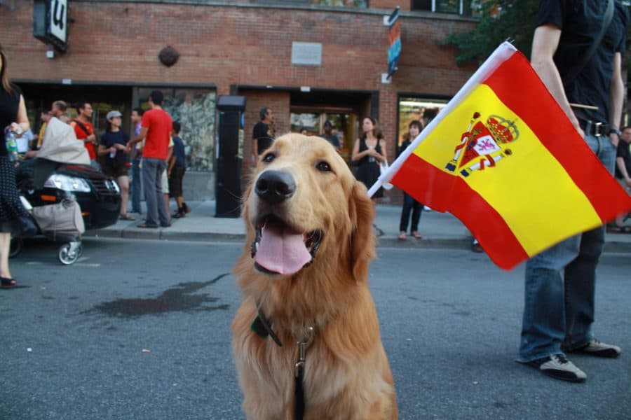 Spanish dog names - dog with Spanish flag