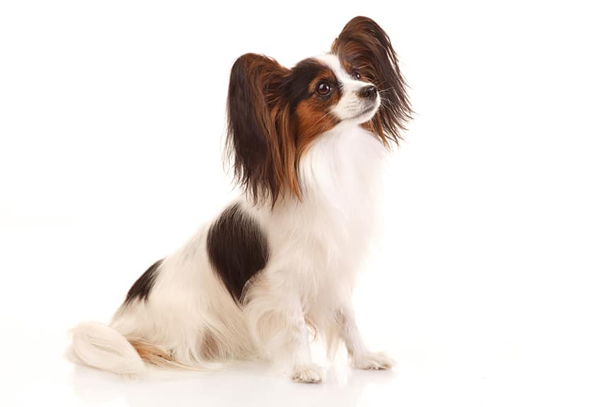 papillon dog breed