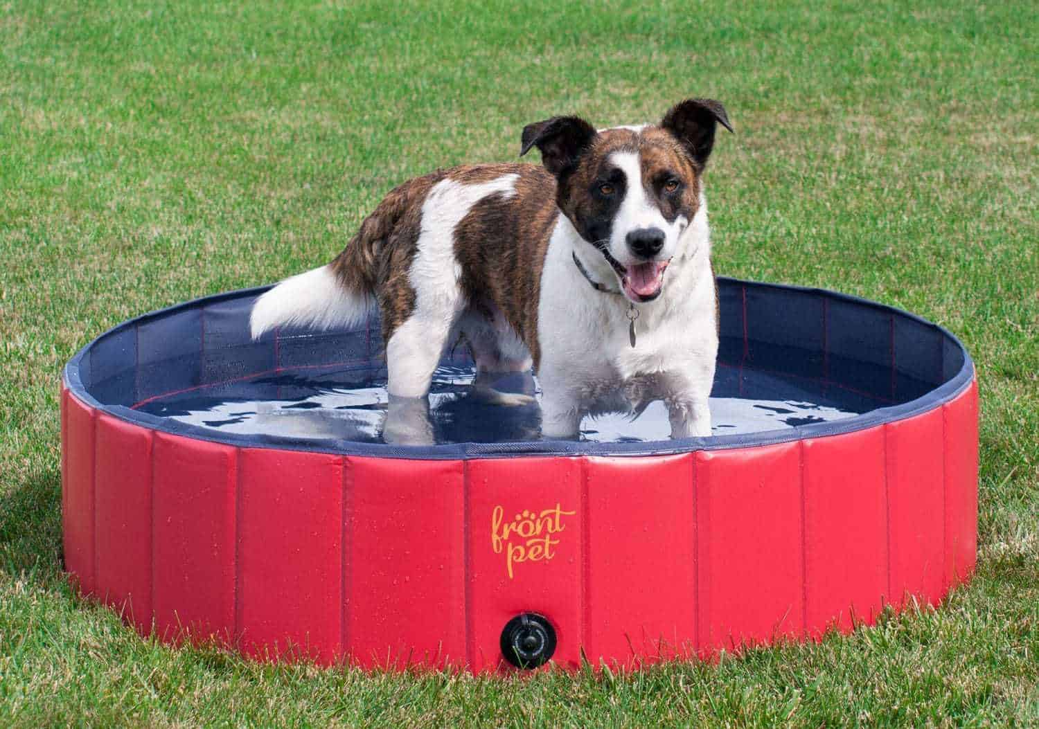 Pet pool with dog in it