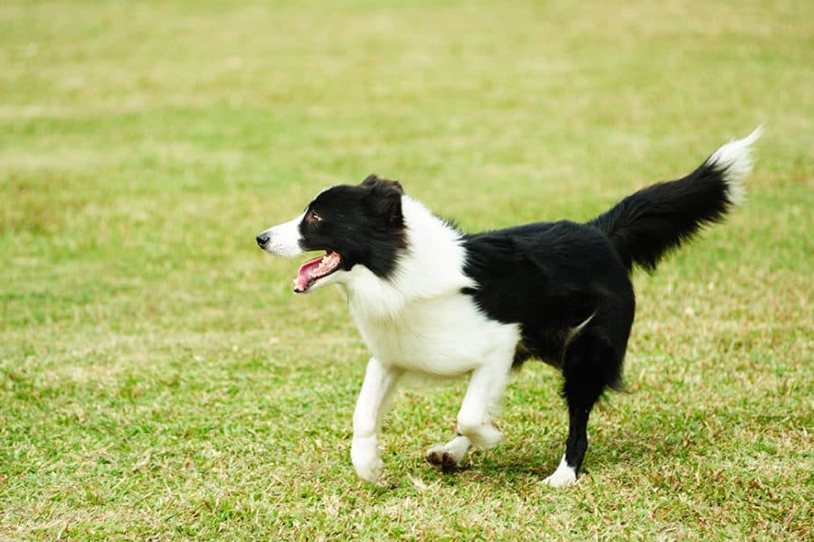 Fastest Dog Breeds - Border Collie