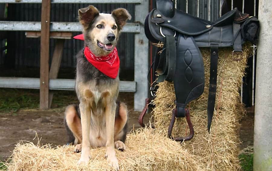 Country western shop dog names