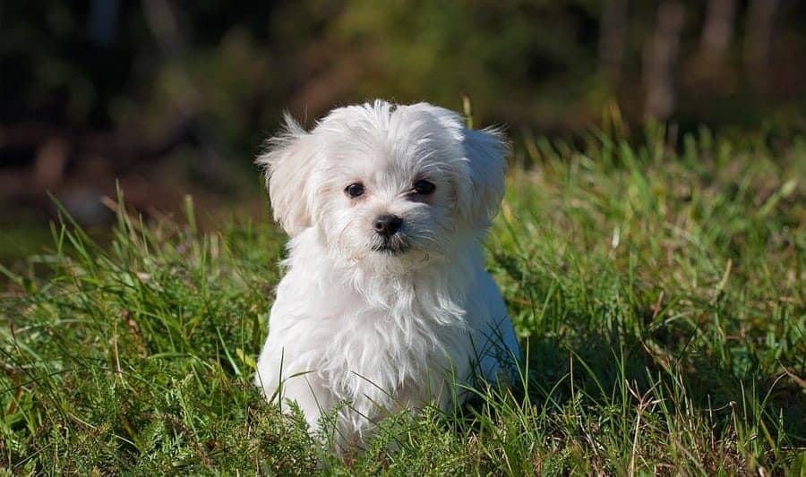 Maltese Dog Names - maltese in grass