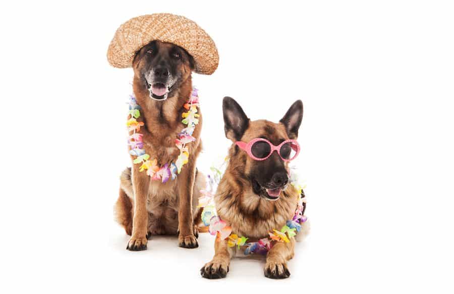 unique dogs in hawaiian costumes