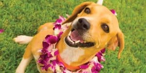 Hawaiian dog names