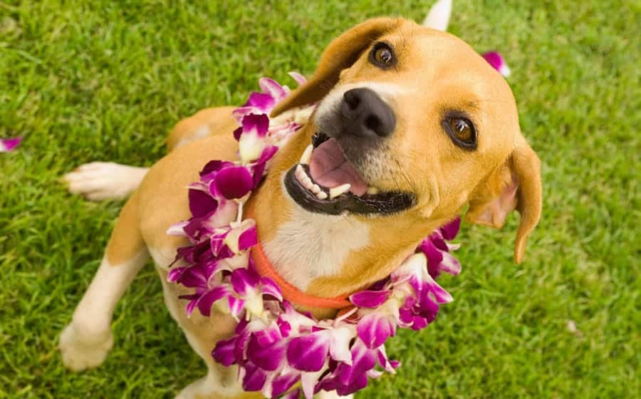 hawaiian dog names - dog wearing lei