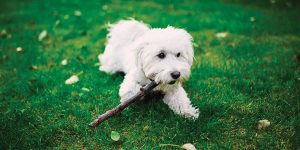 Maltese dog breed