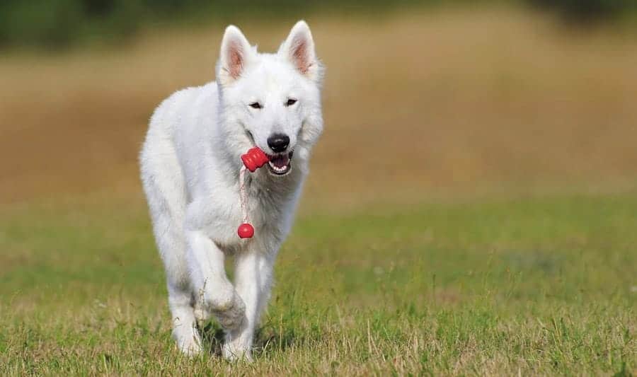 White Dog Names - white dog with kong