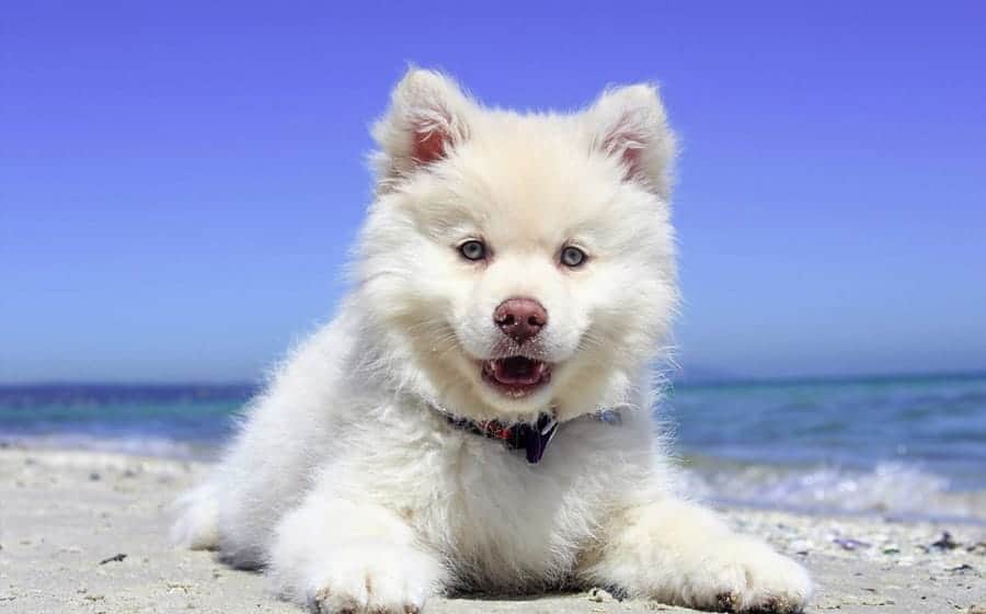 white dog on beach