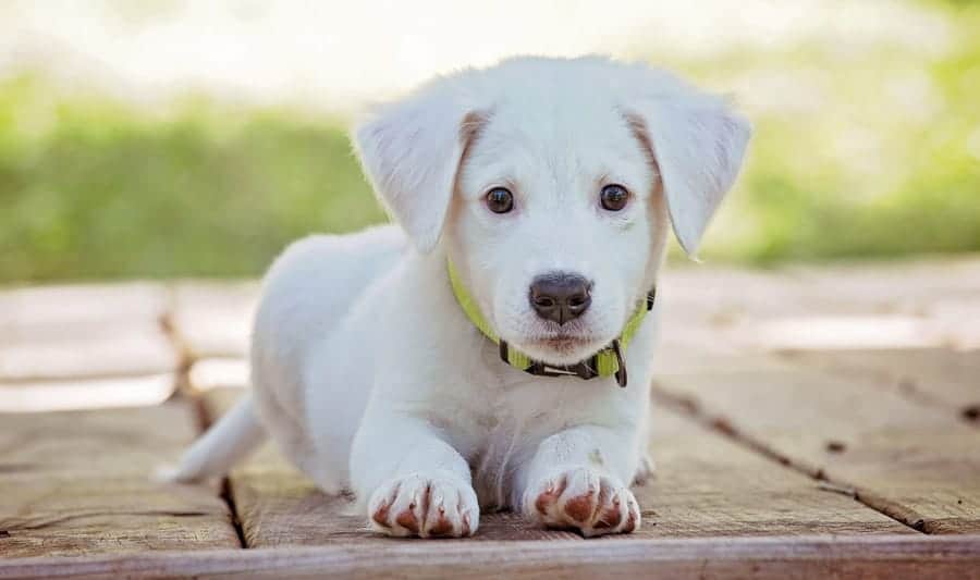 cute small puppy lying down