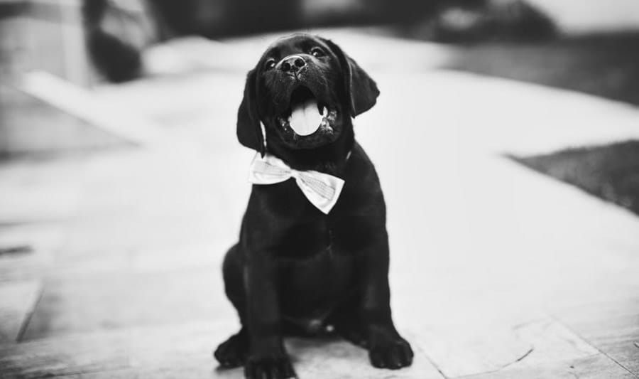 black puppy with a bowtie