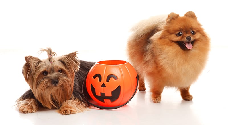 dogs with halloween pumpkin