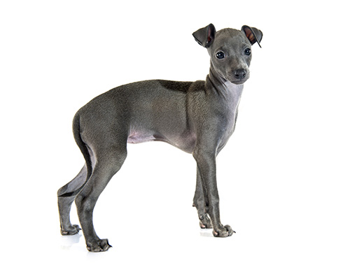 italian-greyhound-breed