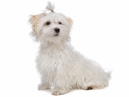 maltese-breed