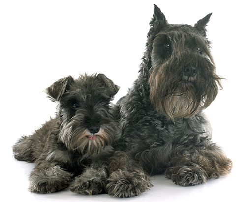 miniature-schnauzer-breed