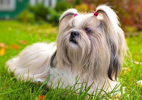 shih-tzu-breed