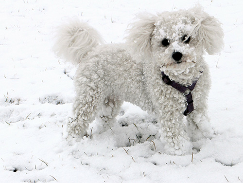 bichon-frise-breed