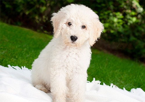 hypoallergenic dog breeds labradoodle