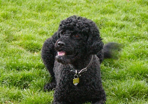portuguese water dog on grass
