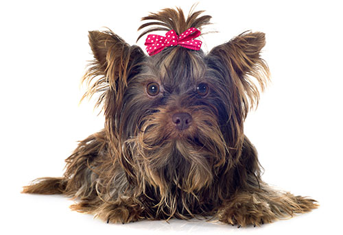 yorkshire-terrier-breed