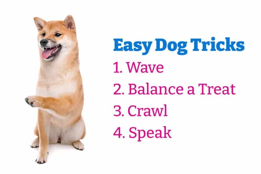 easy dog tricks