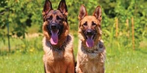 two german shepherds