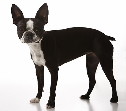 Boston Terrier breed