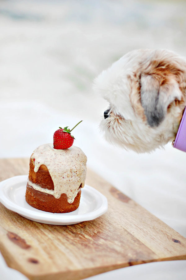 10 Best Dog Birthday Cake Recipes