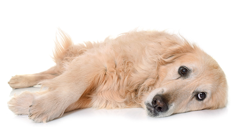 8 Ways You're Seriously Hurting Your Dog's Health Without Realizing It