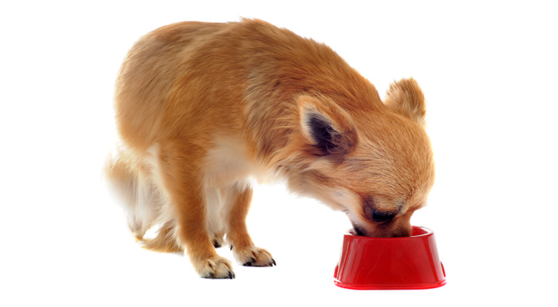 tiny dog eating food