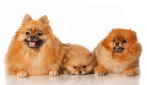 Pomeranian breed