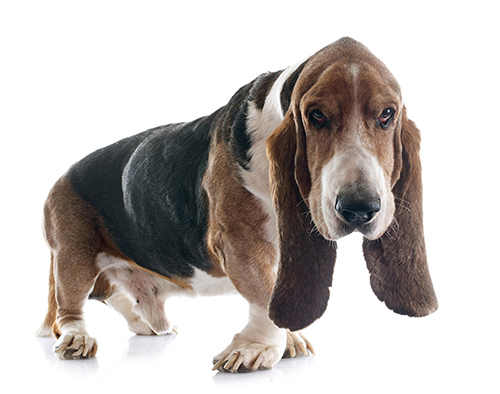 basset hound breed