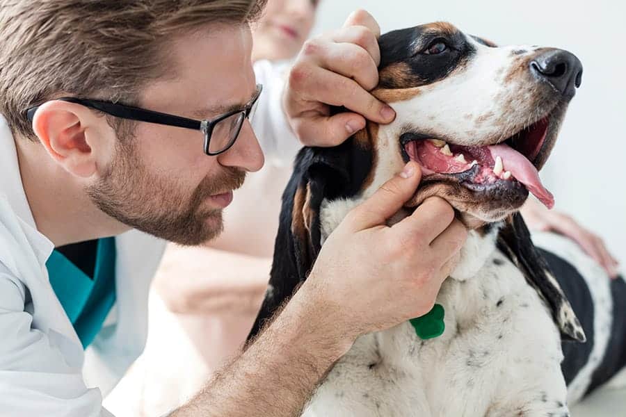 dog teeth at vet
