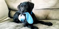 thumbnail - dog with kong on couch