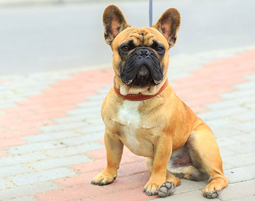 French Bulldog breed