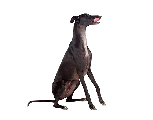 greyhound breed