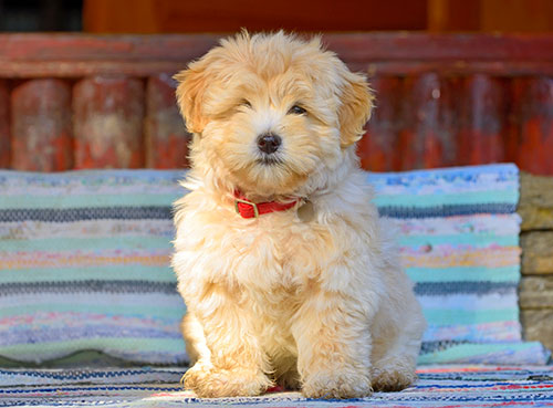 Havanese breed