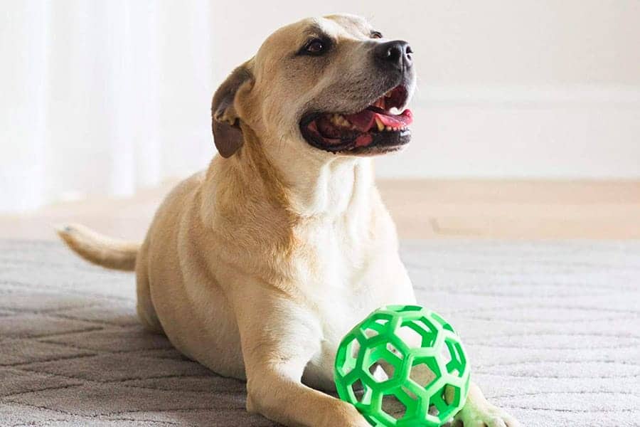 dog with toy